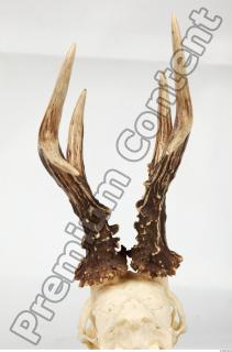 Skull Deer 0070